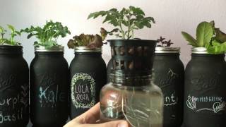 Easy DIY Beginner Hydroponic Kratky System [upl. by Oruasi]