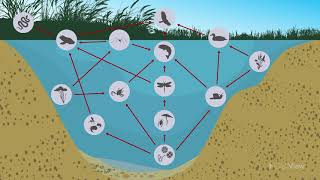 The Littoral Zone Food Chains and Food Webs [upl. by Walcott]