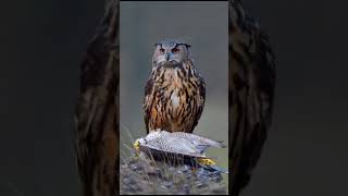 Owl 🦉 Vs Falcon 🦅 😱😱 falcon owl fighting viralvideo trending feedshorts animalshorts [upl. by Htide]