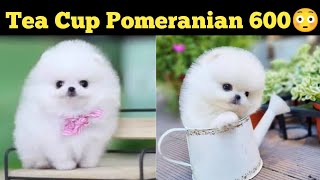 Cheapest Dog market Toy Pomeranian puppy for sale 6000 IN DELHI and India Pomeranian dog price in [upl. by Ardni]