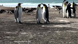 KINGS PENGUINS in LOVE amp FIGHTING MOOD [upl. by Cullie]