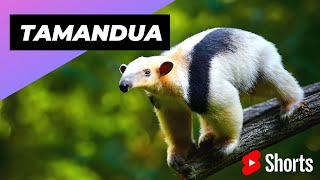 Tamandua 🦥 One Of The Cutest And Most Exotic Animals In The World shorts [upl. by Yirinec]