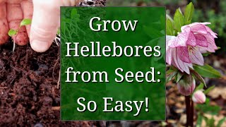 Grow Hellebores from Seed [upl. by Zerdna669]