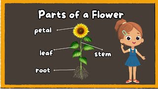 A Lesson about PARTS of a FLOWER  PARTS OF A FLOWER  SCIENCE🌻 [upl. by Sewel614]