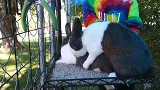 Rabbit Table Breeding Tutorial [upl. by Eseilana534]