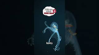 How to survival in the Dark depths Ocean short viral sea animals ocean spyintheocean octopus [upl. by Nauwaj532]