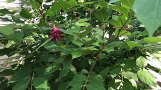 Calycanthus Aphrodite  gardencrossingscom [upl. by Christmas]