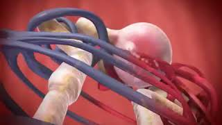 Glomerular Filtration animation [upl. by Aniham718]