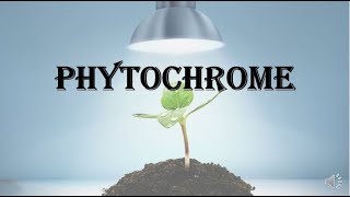 Phytochrome  various responses structure interconvertible forms and its functions [upl. by Neoma514]