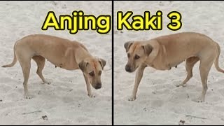 Anjing Kaki 3 [upl. by Euqirrne]