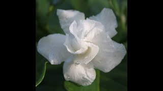 Cape Jasmine  Tabernaemontana divaricata [upl. by Ecirp]