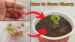 How to grow Cherry Plant at home  The Easiest Way to Grow Cherry from Seeds [upl. by Ruperto]