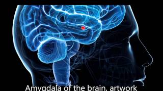 Frequencies to decrease activity in the Amygdala Stage1 [upl. by Feilak]