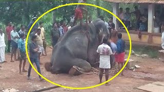 കൊലയാളി ആനയെ നാട്ടുകാർ മൃഗീയമായി കൊന്നു  elephantattack  Aanakkaryam [upl. by Tani]