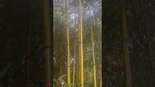 Phyllostachys Aureosulcata Spectabilis [upl. by Clova]