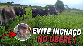 A IMPORTÂNCIA DO PRÉPARTO ÚBERE INCHADO VACAS COM EXCESSO DE PROTEÍNA [upl. by Scotney]