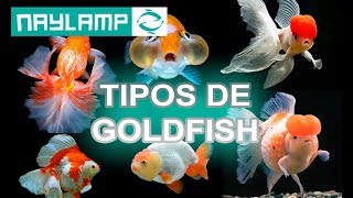 TIPOS DE GOLDFISH  Todas las variedades que existen [upl. by Helprin]