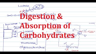 1 Digestion amp Absorption of Carbohydrates [upl. by Castera58]