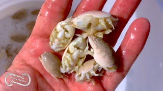 ALL ABOUT SAND FLEAS  the Beachfishing Bait of Champions [upl. by Tijnar]