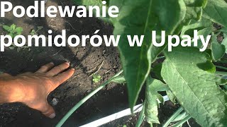 Tak nie podlewaj pomidorów w upały [upl. by Nata]