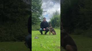 Introducing my Belgian malinois [upl. by Lig]