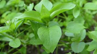 Chickweed is Food and Your Health Ally [upl. by Shanahan484]