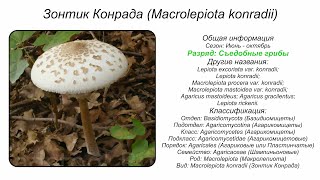 Зонтик Конрада Macrolepiota konradii [upl. by Lukey959]