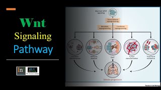 wntβcatenin signaling pathway [upl. by Einahets]