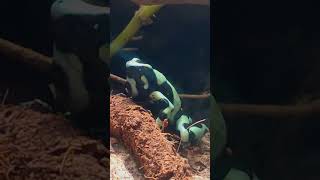 Dendrobates auratus Аури с девочкой [upl. by Weiss160]