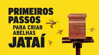 Primeiros passos para Criar Abelhas Jataí [upl. by Kcor]