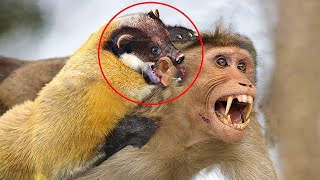 Moments When Martens Kill Almost Everything Yellow Throated Marten Attacking monkey [upl. by Shimkus]