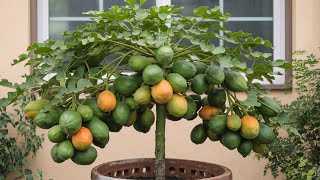 Great method of propagation papaya trees [upl. by Carleton]