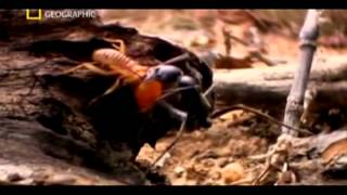 Matabele ants vs termite soldiers [upl. by Shah]