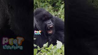 Welterusten Gorilla  Peuters Leren Praten shortswithcamilla [upl. by Odell]