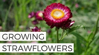 How to Grow Strawflowers from Seed  Growing Cut Flower Gardening for Beginners [upl. by Kcired]