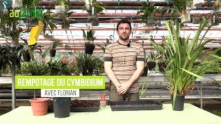 DIVISION et REMPOTAGE du CYMBIDIUM une ORCHIDÉE très FACILE aux FORT DÉVELOPPEMENT [upl. by Werdn628]