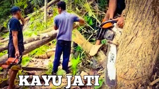 CHAINSAW STIHL PENEBANGAN KAYU JATI [upl. by Hull]