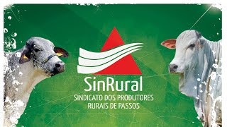 🐄 Leilão Misto Virtual  SINRURAL  PassosMG  📲 multpixcombr [upl. by Lance8]