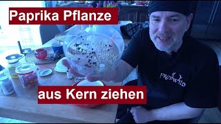 Paprika aus Kern selber ziehen Paprika einpflanzen Paprika anbauen aus eigenen Samen ziehen [upl. by Merrill296]