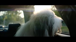 The Dulux Dog [upl. by Utica]