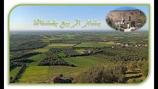 Déja le printemps à Fachtala بشائر الربيع بفشتالة [upl. by Neyud438]