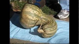 How to Cut Up a Cushaw Squash Part 1 [upl. by Mechelle493]