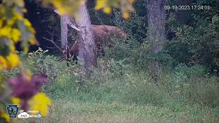 2023 Pennsylvania Elk Cam  Bull Hides in the Trees and Deer Activity at Dusk in September [upl. by Phenice]