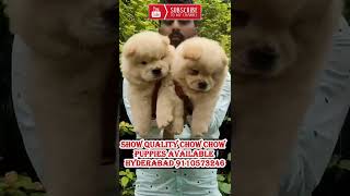 chow chow puppies for sale in india at best prices [upl. by Etteoj]