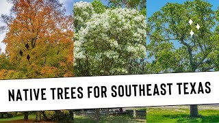 Trees for the Upper Gulf Coast and Southeast Texas [upl. by Ebneter623]