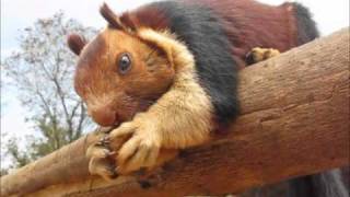 Malabar giant squirrel in Kerala national forest eating a cookie [upl. by Ilaw467]