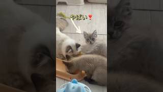 みちゃダメ❣️🐈‍⬛🤣🐈‍⬛ cat かわいい子猫を毎日紹介しています トイボブ すました猫 cute かわいい子猫 kichifrost [upl. by Zulema506]