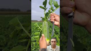 কিংলুবো মুলাshortsfeed Chinese GreenRadish healthyfood farming farmer cultivation facts [upl. by Hasen]