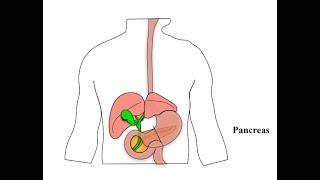 Glucagon and its Functions [upl. by Otiv382]