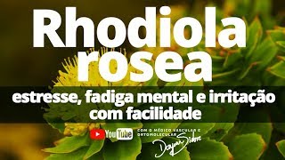 Rhodiola Rosea Estresse fadiga mental e irritação com facilidade  Dr Dayan Siebra [upl. by Zumwalt]